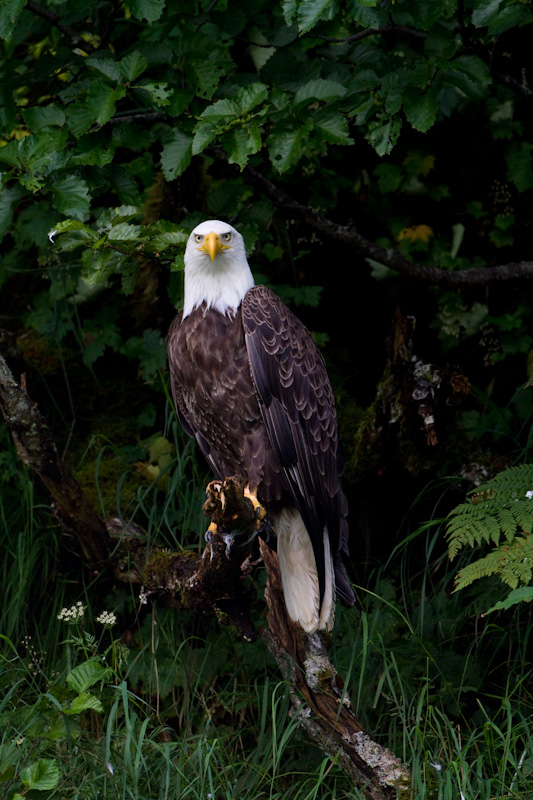 Bald Eagle